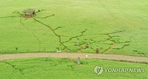 "점심은 몸국 저녁엔 갈치구이?" 제주 올레길도 식후경