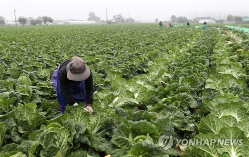 '금추'에 가을배추 재배면적 작년보다 26% 증가