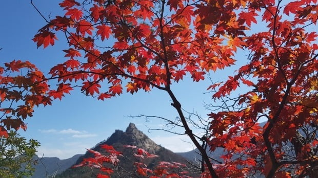 지난 11일 강원 속초시 설악산국립공원 공룡능선 일대가 오색 단풍으로 물들어가고 있다. /사진=연합뉴스