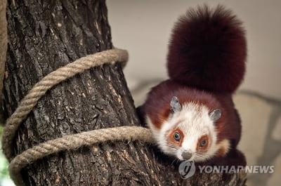 플로리다 날다람쥐의 수난…한국 등에 애완용으로 수천마리 밀매