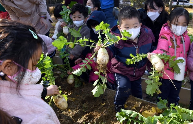 도심 속 가을걷이…밭작물 수확 체험 하는 어린이들