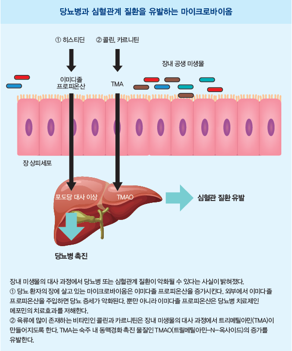 [커버스토리 part.2] 장내 미생물은 어떻게 신약이 됐나