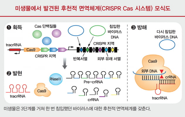 [포커스 ❷노벨화학상] 유전자 혁명 가져온 크리스퍼 유전자 가위