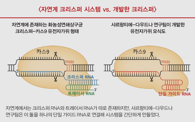 [포커스 ❷노벨화학상] 유전자 혁명 가져온 크리스퍼 유전자 가위