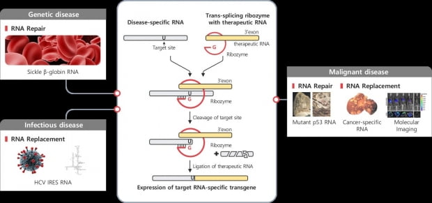 알지노믹스 RNA 치환효소 플랫폼 기전.