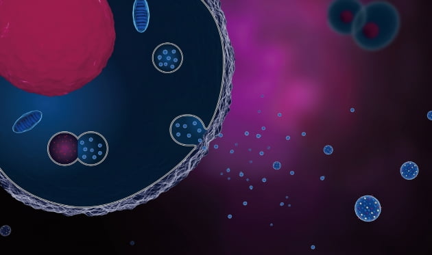 세포에서 방출되는 엑소좀. 엑소좀은 면역세포, 줄기세포 등 세포가 분비하는 천연의 전달체 역할을 하는 나노 사이즈 캐리어로, 최근 차세대 약물전달체로 주목받고 있다. / shutterstock