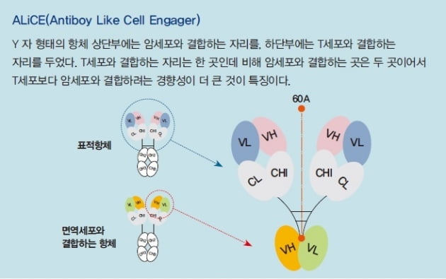 [넥스트 유니콘] 국내 유일 ‘T세포 인게이저 개발업체’ 와이바이오로직스