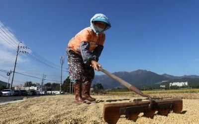 한 가마니 22만원…35% 급등한 쌀 값, 무슨 일이?