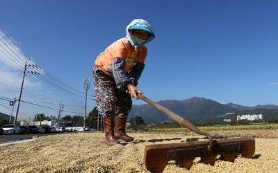 쌀 생산량 52년 만에 최저…통일벼 보급 전 보릿고개 시절 수준