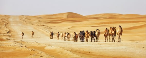 아랍에미리트 사막을 이동 중인 낙타떼.  Getty Images Bank 