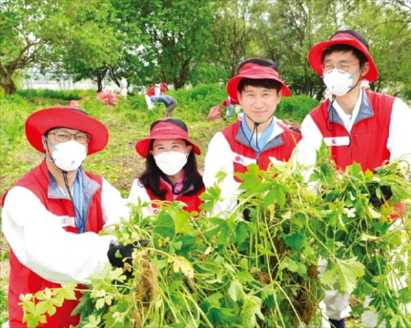 LG화학 임직원들이 서울 여의도 밤섬에서 생태환경 보전 봉사활동을 펼치고 있다.  LG화학 제공
 