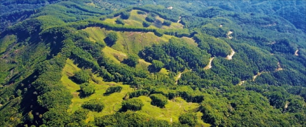 강원 홍천 수하리에 있는 친환경 벌채지. 한국의 친환경 벌채는 벌채 구역의 10% 이상을 벌채하지 않고 남겨두는 군상잔존 방식이다.  산림청  제공 