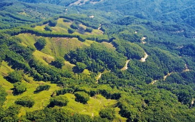 민둥산은 옛말, 빽빽한 한국 숲…"친환경 벌채로 산림 선순환해야"