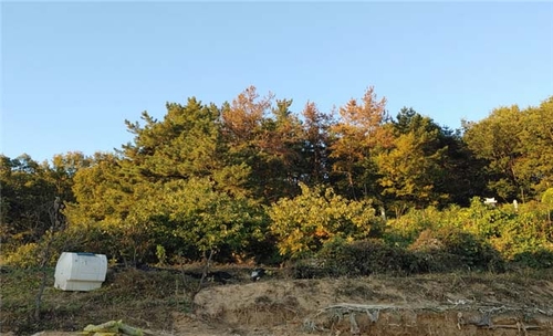 충남 공주서 재선충병 감염 확인…소나무류 이동금지