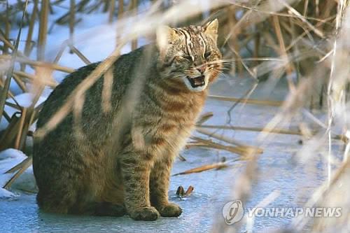 청주동물원 멸종위기종 '삵' 인공수정 국내 첫 시도