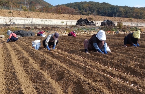 [픽! 단양] 맛과 향 뛰어난 황토마늘 파종