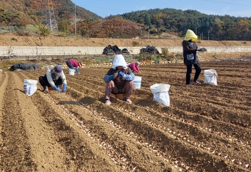 [픽! 단양] 맛과 향 뛰어난 황토마늘 파종