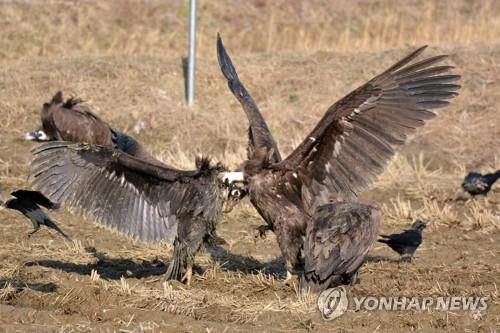 전주동물원 천연기념물 보존관 내년 건립…독수리 등 50종 보호