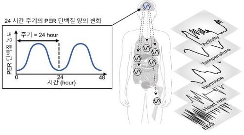 비만이 24시간 생체리듬 깨뜨려 수면장애 일으킨다