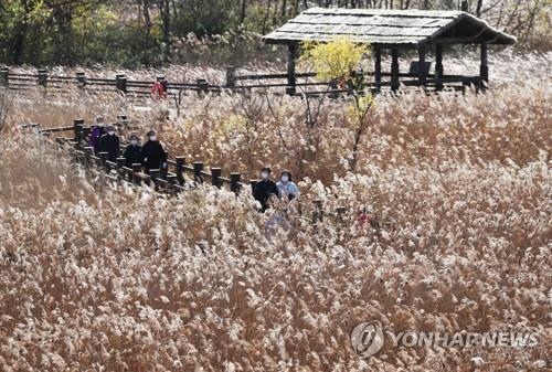 '늦가을 정취 만끽'…쌀쌀한 날씨속 전국 유명산·관광지 '북적'