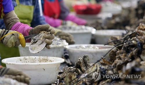 김장철 앞두고 남해안 생굴 경매가격 '고공행진'