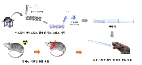 항암치료 중 발생한 방사선 식도염 치료 길 열었다