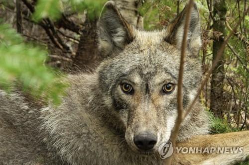 늑대가 '생태계 엔지니어' 비버 사냥에 집중하는 이유는