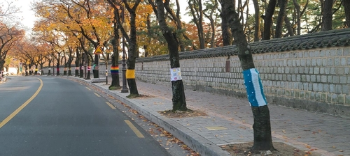 알록달록 치장한 대릉원 가로수길…경주 새 명물로 눈길