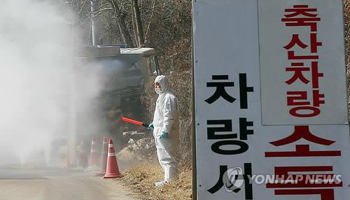 충북 돼지유행성설사 항체율 전국 최저…주의보 발령