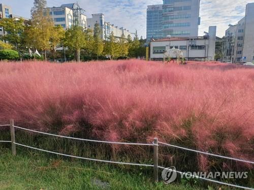 포항서 코로나19 가짜뉴스 기승…시 "수사 의뢰"