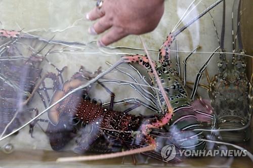 인니 반부패위, 해수부 장관 체포…개각설도 '솔솔'