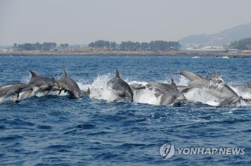 "북 해군 '돌고래 부대' 훈련 정황"…위성사진 포착