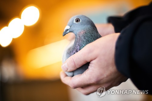 경주용 비둘기가 한 마리에 21억원…세계 최고 신기록