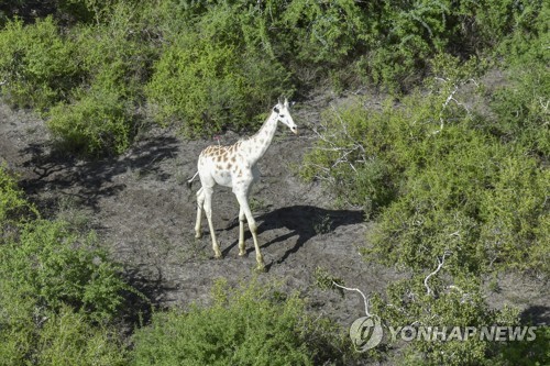 세계에서 한마리 남은 '하얀 기린' 포착