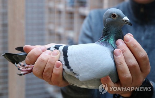 경주용 비둘기가 한 마리에 21억원…세계 최고 신기록