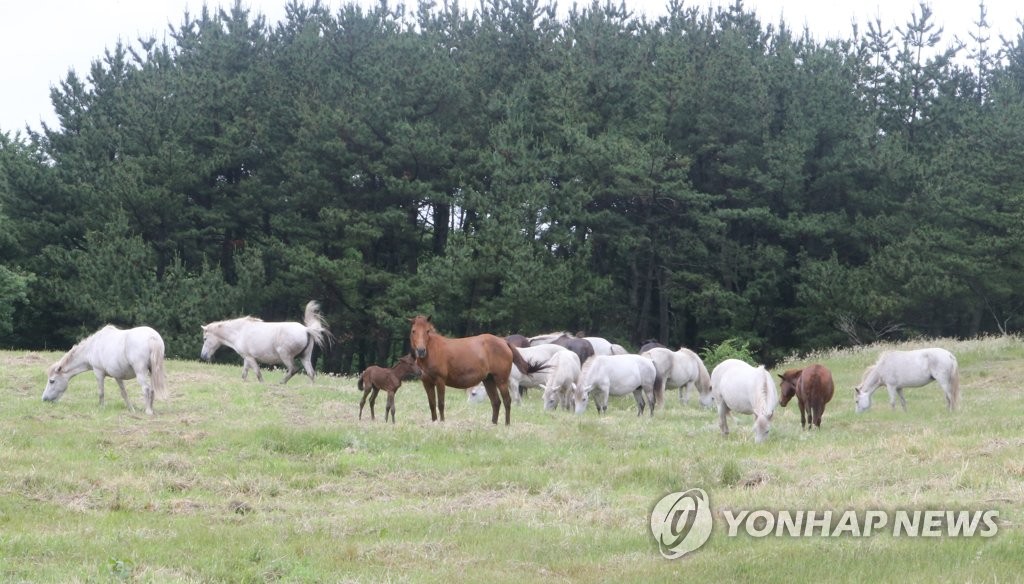 천연기념물 제주마 50마리 내달 3일 공개 경매 매각