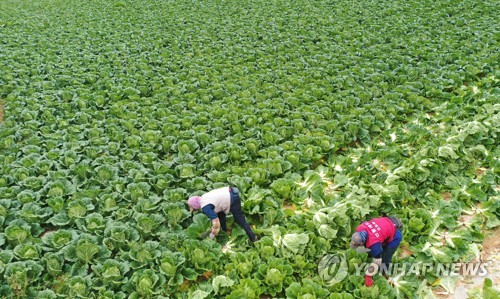 김장철 배추·무 가격 떨어지는데….양념채소는 가격 급등