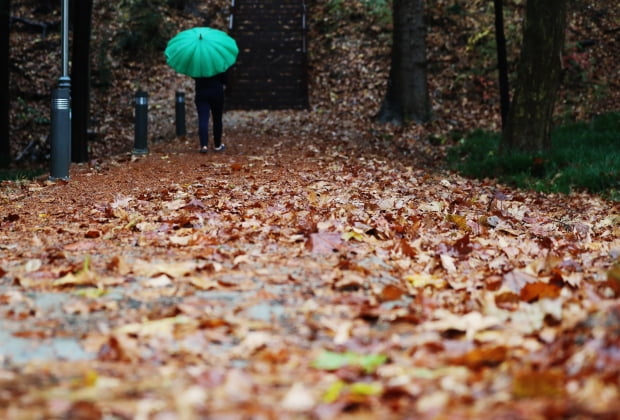 19일 오전 낙엽이 지는 광주 북구 전남대학교 교정에 겨울을 재촉하는 비가 내리고 있다. 자료사진. 사진=연합뉴스