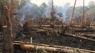 남미 양대 생태계 보고 아마존·판타나우 역대급 화재로 시름