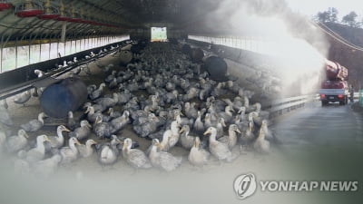 위기 경보 '심각'…충북도, AI 발생 지역 오리 반입 금지