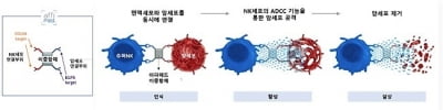 엔케이맥스, 표적형 NK면역항암제 美 임상 사전회의 완료