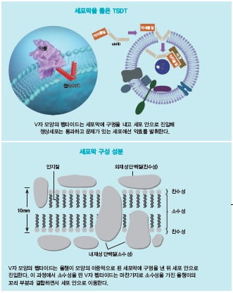 [김우섭 기자의 바이오 탐구영역] 셀리버리 “세계 유일 세포 투과 기술로 파킨슨병·코로나19 완전 정복할 것”