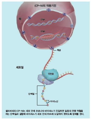 [김우섭 기자의 바이오 탐구영역] 셀리버리 “세계 유일 세포 투과 기술로 파킨슨병·코로나19 완전 정복할 것”