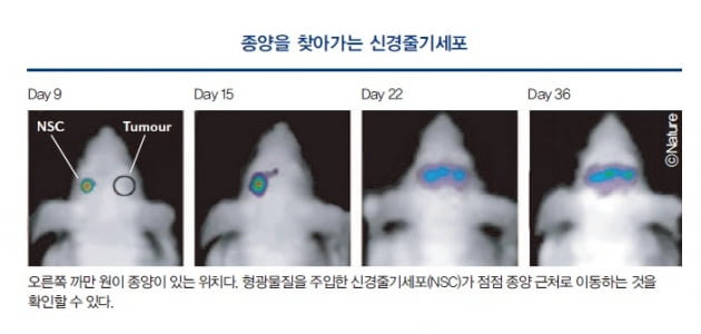 [Cover Story - part.3] 끝나지 않는 암과의 사투…암세포 ‘저격수’로 나선 줄기세포