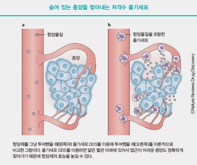 [Cover Story - part.3] 끝나지 않는 암과의 사투…암세포 ‘저격수’로 나선 줄기세포