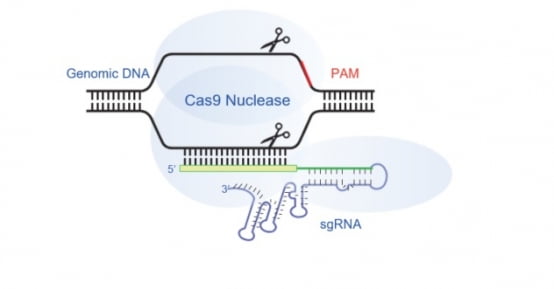 크리스퍼(CRISPR·Cas9) 유전자가위 모식도./자료 제공=툴젠
