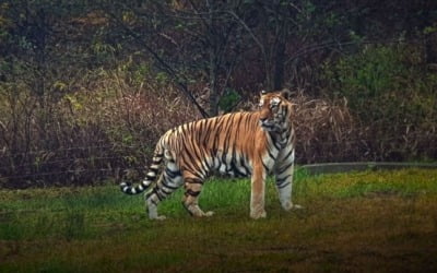 최고령 백두산 호랑이 '두만' 20년 살고 이 세상 떠났다