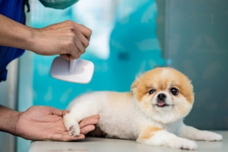 반려견 보험금 최다 지급은 '슬개골 탈구'…건수는 위염·장염 많아