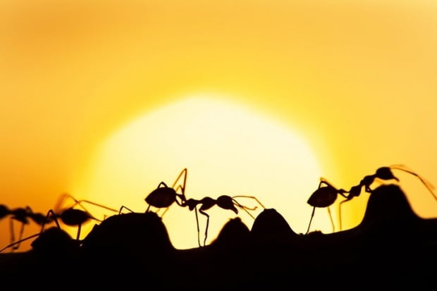 배당금으로도 드러나는 개미의 잠재력 … 30은 삼성 전자에 베팅하는 이슈
