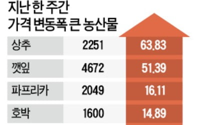 농산물 가격 한 달 만에 반등…상추 64%·깻잎 51%↑